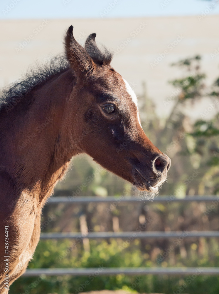 Fototapeta premium portrait of arabian little foal. Israel