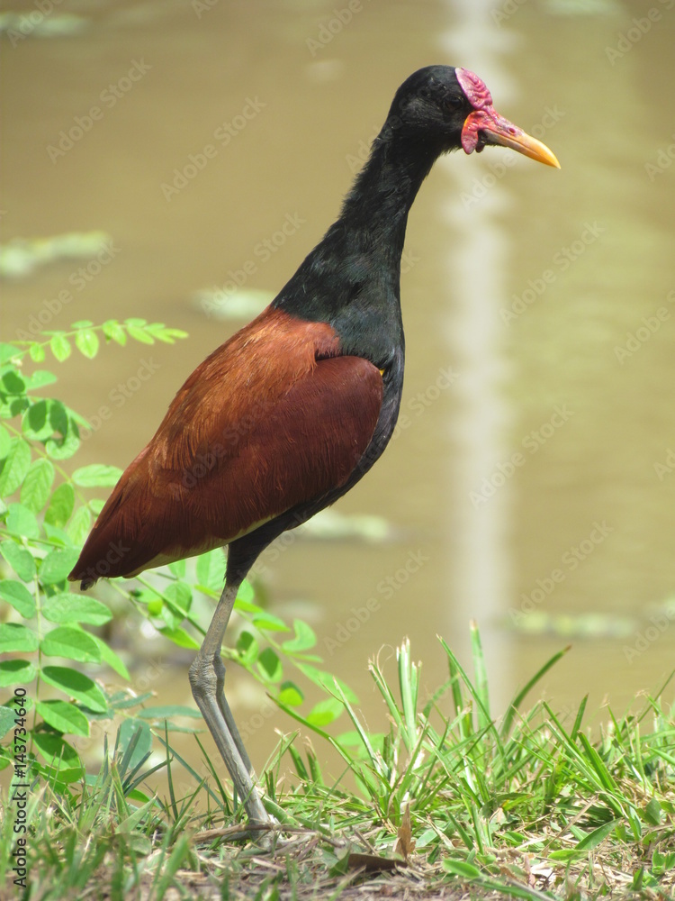 Naklejka premium Ave pensativa recibiendo los rayos del sol en la orilla de una laguna
