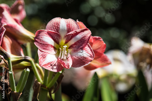 Pink flower on green background