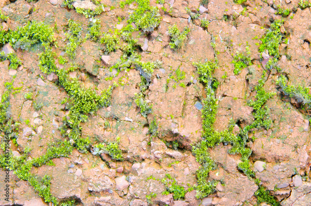 Moss grows in the cracks in the texture of red brick.
Moss grows in the cracks in the texture of red brick.