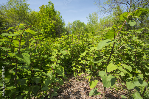 Knotweed, an invasive species in Connecticut, in spring.