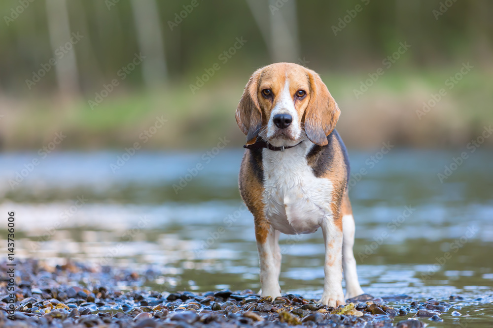 portrait of a Beagle dog at the river