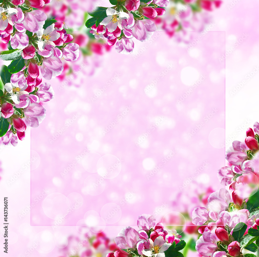Blossoming branch apple. Bright colorful spring flowers Blossoming branch apple. Bright colorful spring flowers