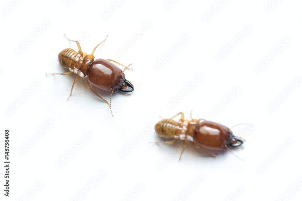 Termite and Termite mound on white background in Thailand and Southeast Asia. Termite and Termite mound on white background in Thailand and Southeast Asia.