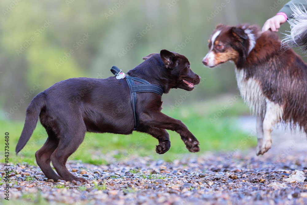Labrador puppy wants to play with an Australian Shepherd