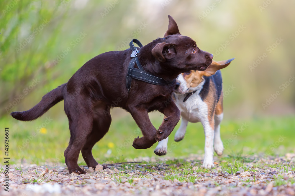 Beagle plays with a Labrador puppy