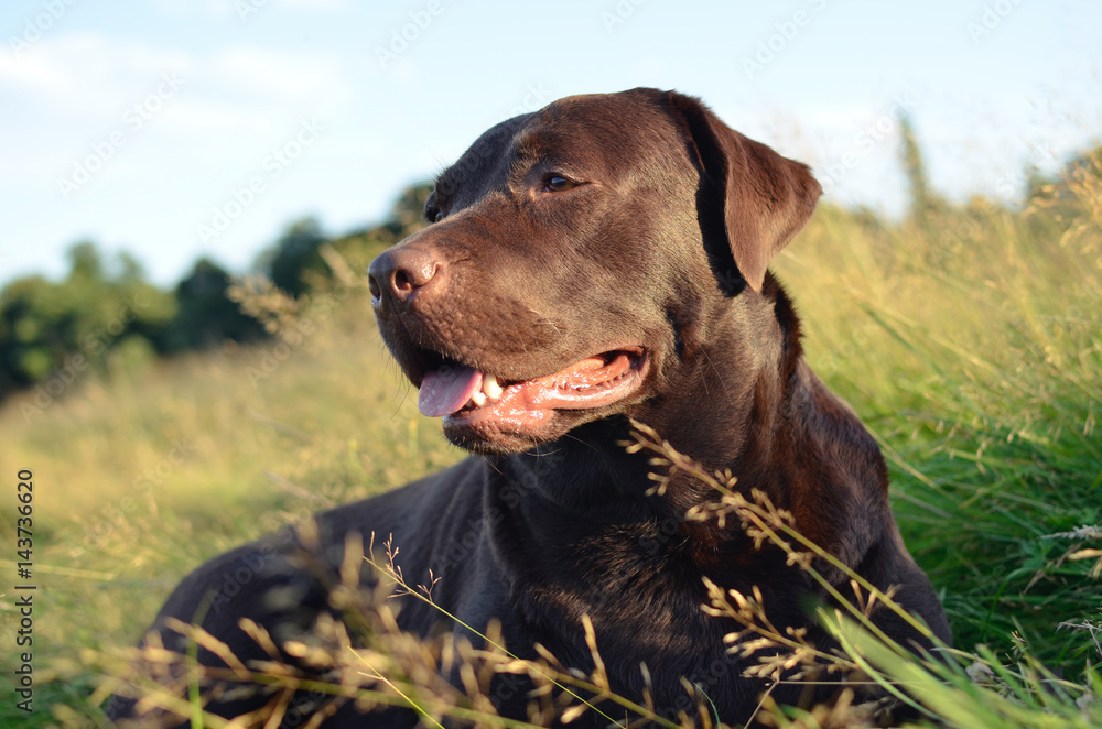 labrador in a grass at sunset