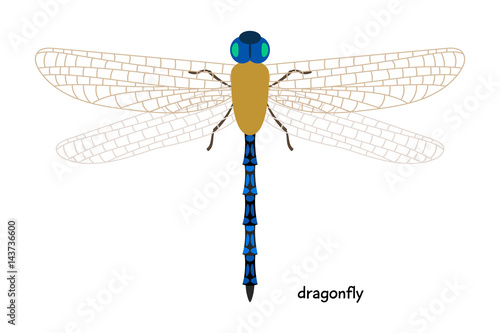 Dragonfly - one of the most ancient animals that exist now on the planet.