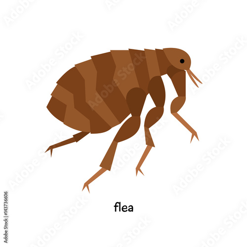 Flea  - insect pest, leading  parasitic lifestyle, necessarily associated with particular host