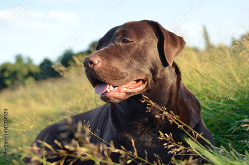 labrador in a grass at sunset