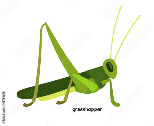 Foto Green grasshopper  - arthropod, an expert in long jump