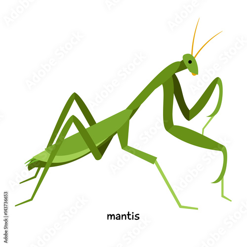 Praying mantis – green  insect , its female is larger, more gluttonous and more aggressive than males