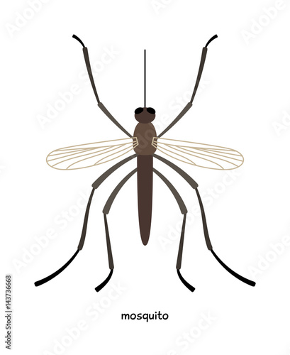 Mosquito  -  blood-sucking dipterous insects, causing great harm to humans