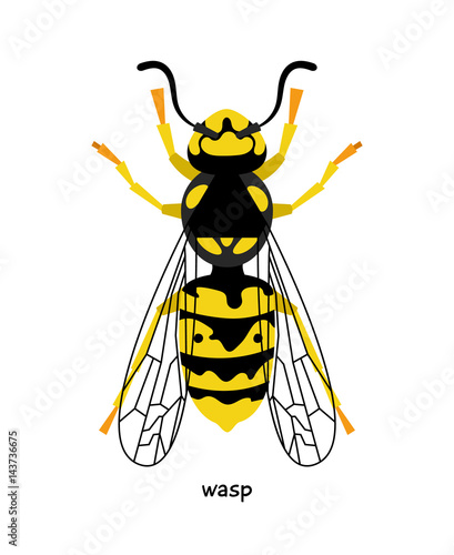 Wasp - rather dangerous insect, can not only sting, but also bite with jaws, injecting poison
