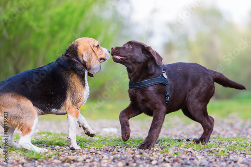 Fotografia Beagle plays with a Labrador puppy