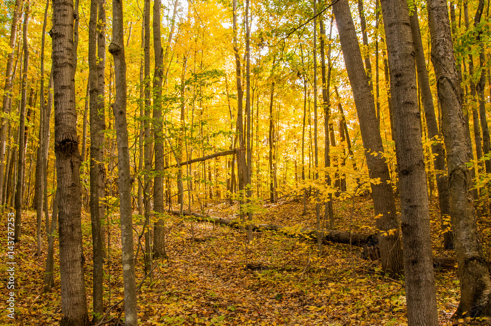 Fototapeta premium autumn poplars