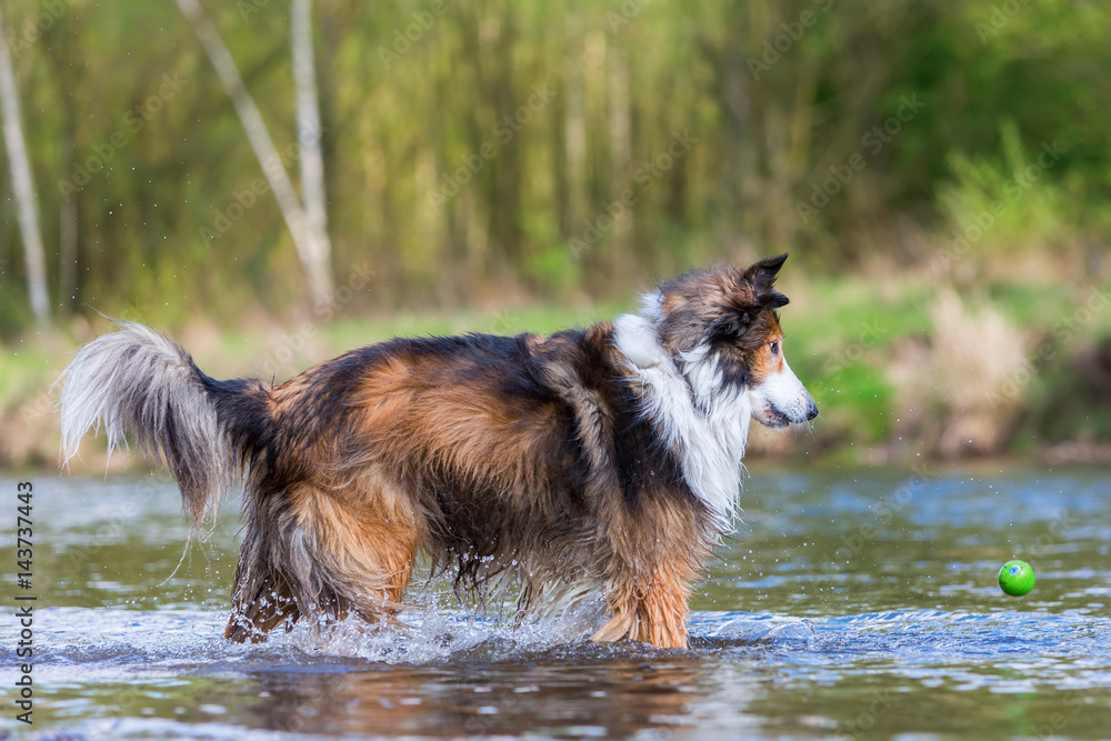 Collie-Mix dog running for a ball in a river