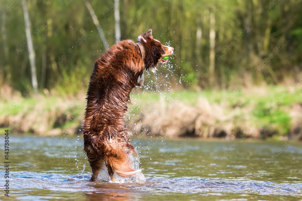 Australian Shepherd jumping for a ball Australian Shepherd jumping for a ball