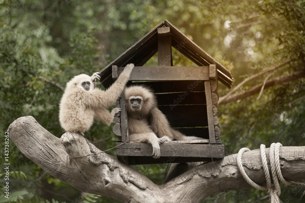 Obraz premium A white-handed gibbon (Hylobates lar) family sitting in our house on tree.