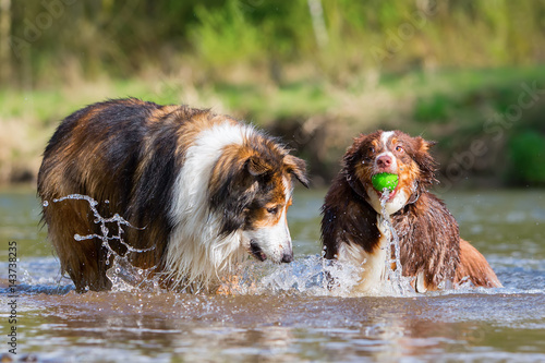 Fototapeta Naklejka Na Ścianę i Meble -  two dogs playing at the river