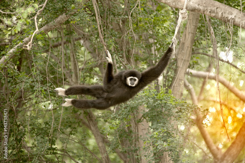 A white-handed gibbon (Hylobates lar) hunging on tree. © topten22photo