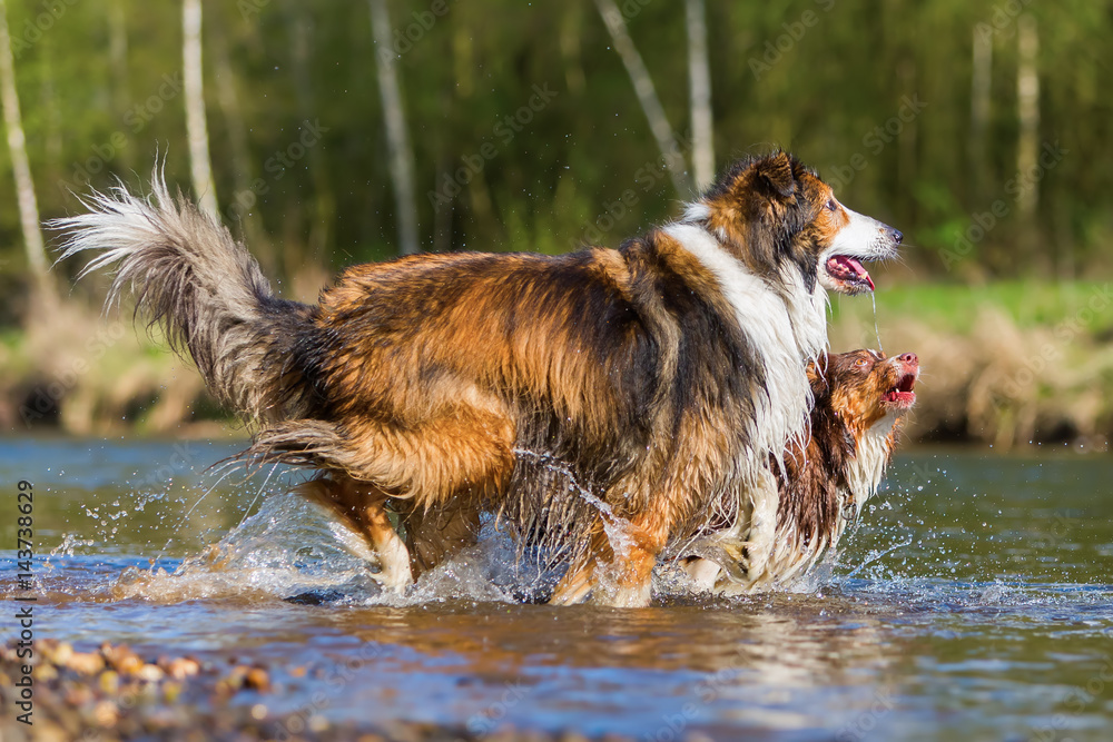 two dogs playing at the river