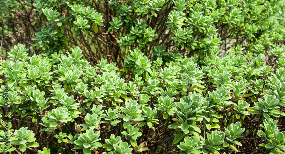 Leaves of plant as background, texture