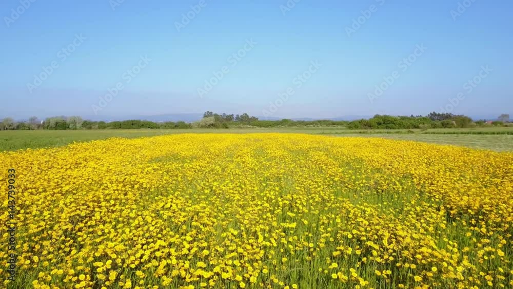 Aerial view of yellow daisies field, 4K drone footage. Aerial view of yellow daisies field, 4K drone footage.
