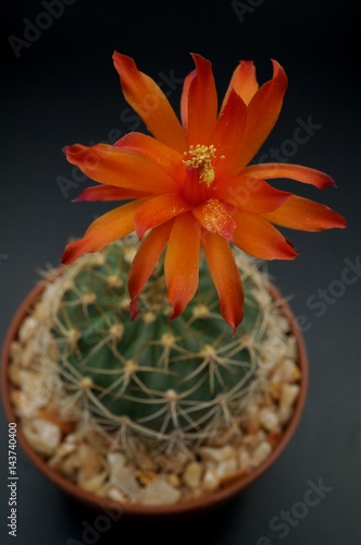 Cactus flower : Matucana krahnii in bloom isolated on a black background