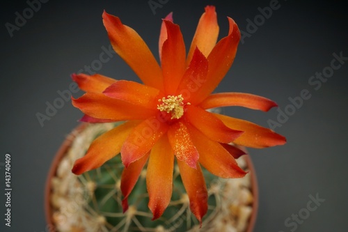 Cactus flower : Matucana krahnii in bloom isolated on a black background