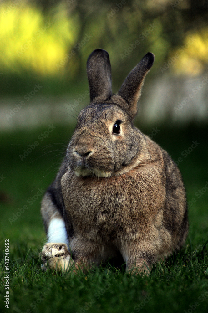 Fototapeta premium Der Frühling kann kommen, Kaninchen Portrait im grünen Gras 