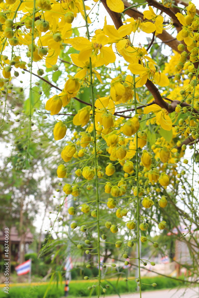 Golden shower stalk green flowers on a white background Golden shower stalk green flowers on a white background