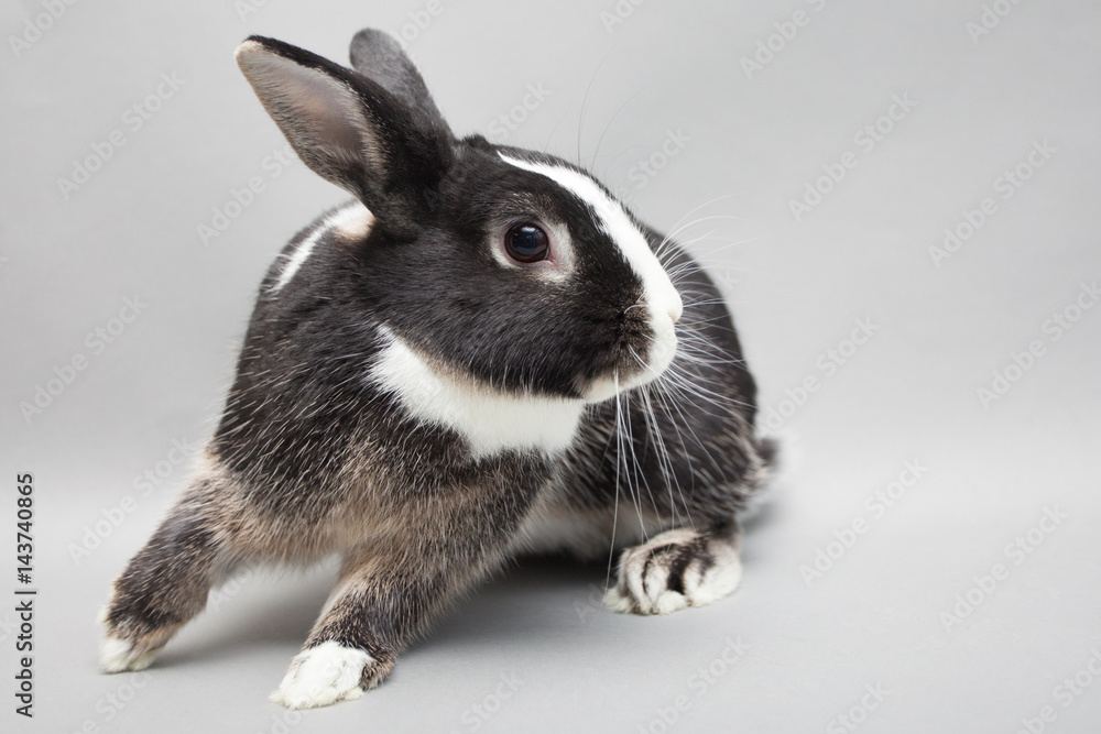 Cute white baby bunny rabbit on a seamless light background Stock Photo ...