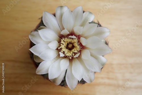 Cactus flower : Gymnocalycium in bloom