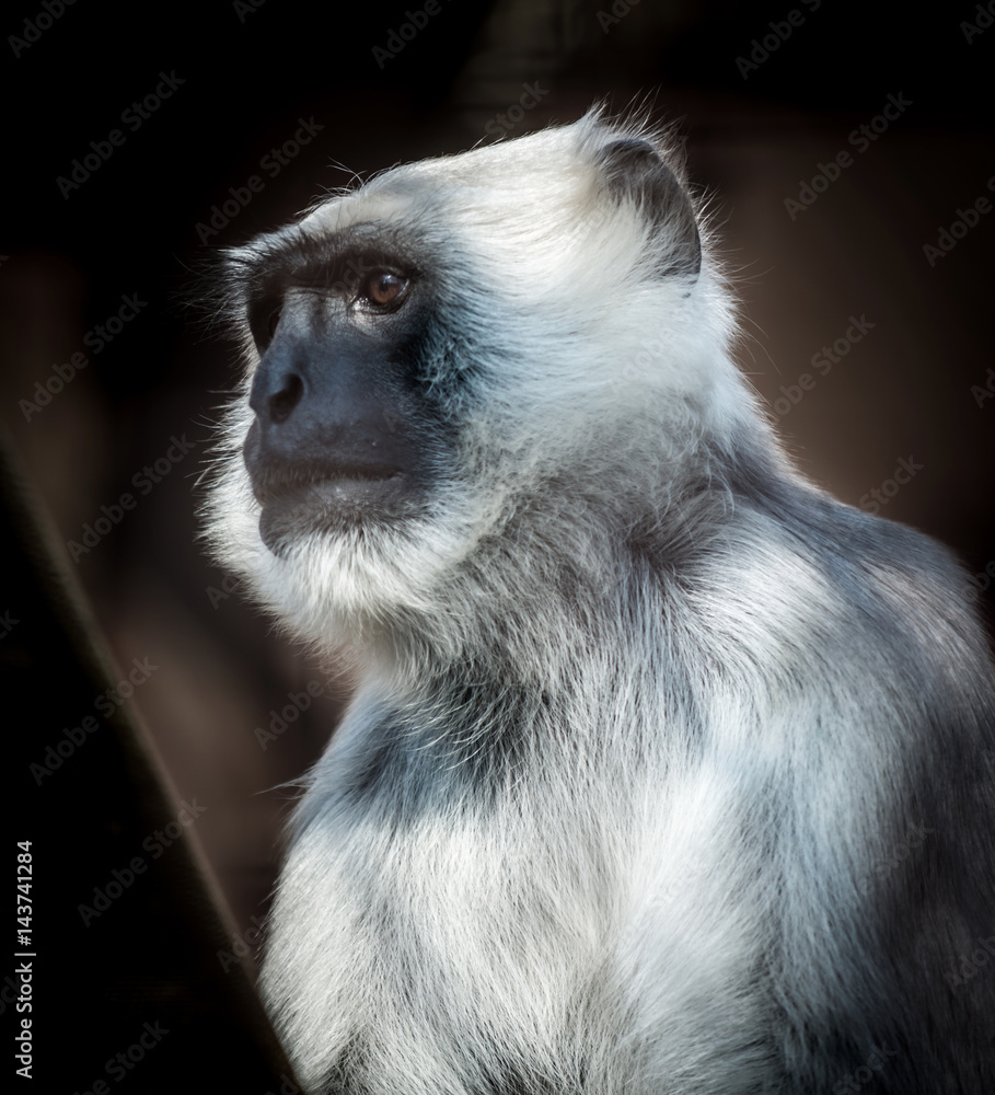 Obraz premium northern plains gray langur
