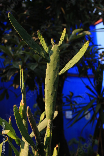 cactus