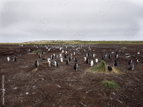 nesting colonies of Gentoo penguin  Pygoscelis Papua  Sea Lion Island  Falkland   Malvinas