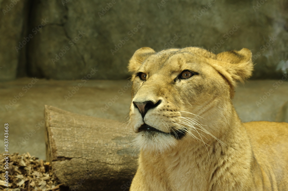 Obraz premium 静かに佇むメスライオン