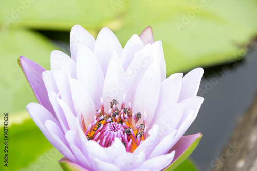 purple lotus and bee photo