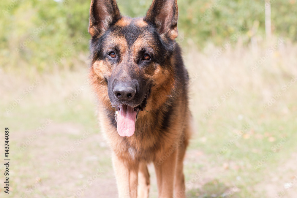 Dog german shepherd in the forest Dog german shepherd in the forest