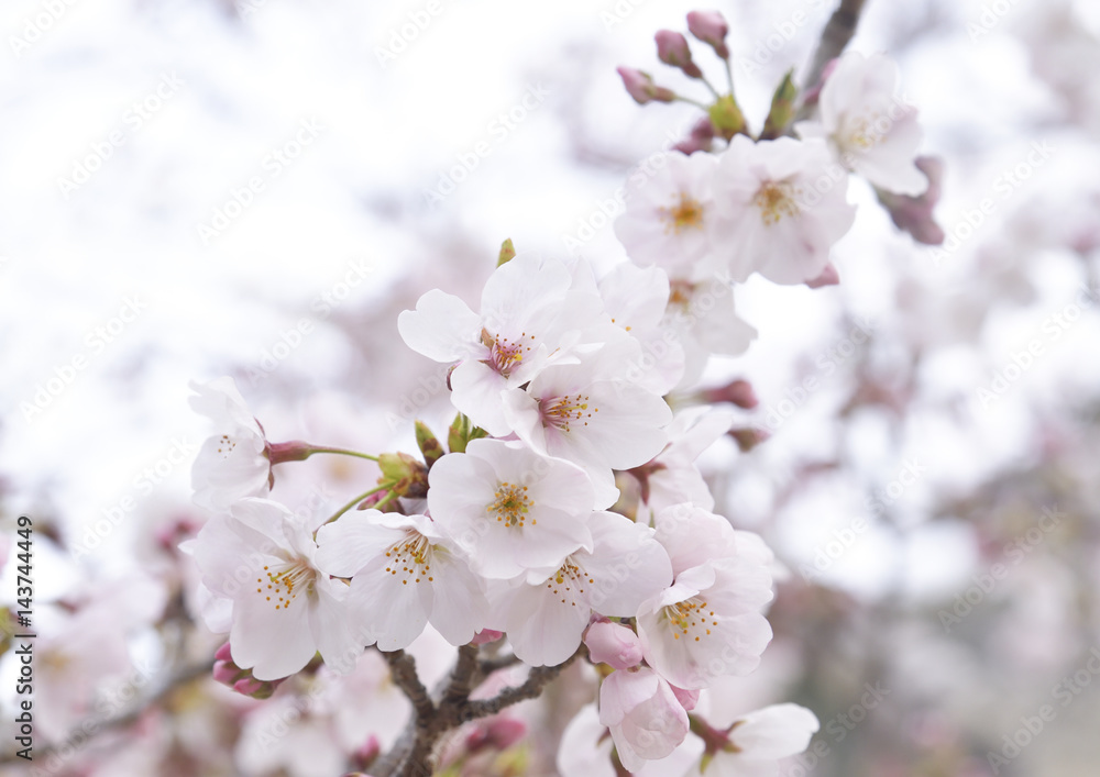 桜の花