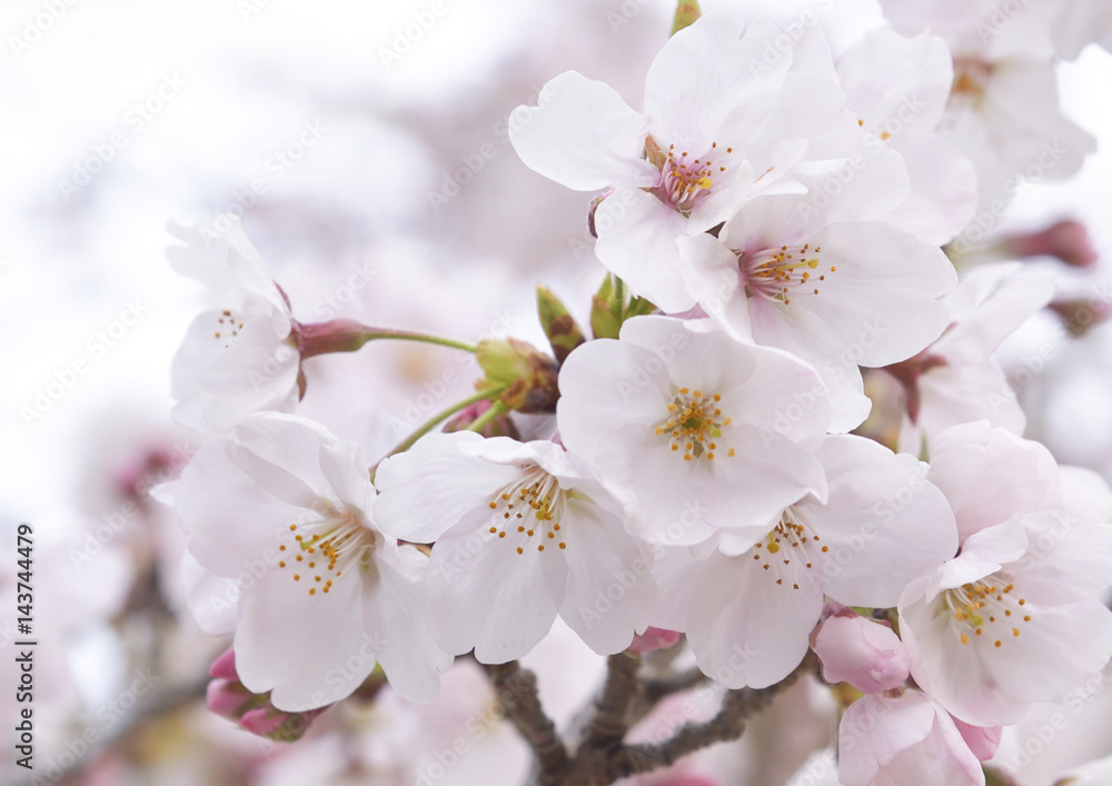 Obraz premium 桜の花