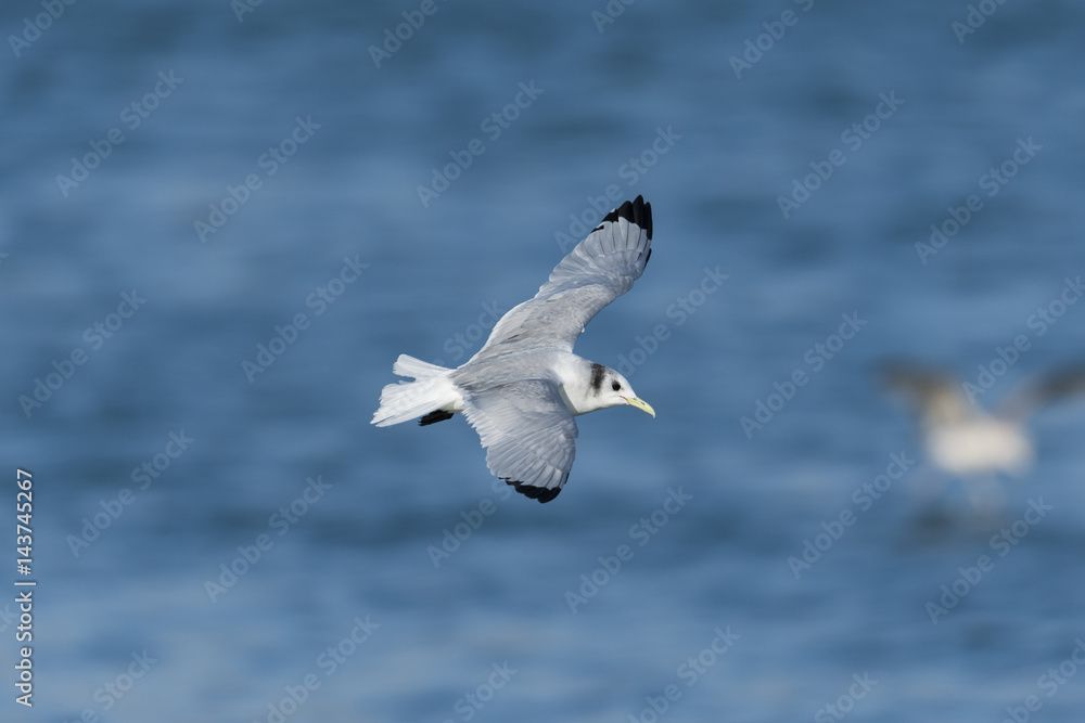 ミツユビカモメ(Black-legged kittiwake)