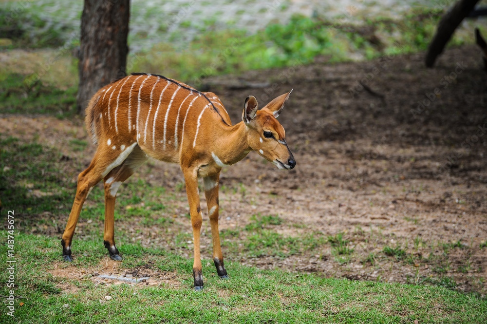 Obraz premium A deer standing on field