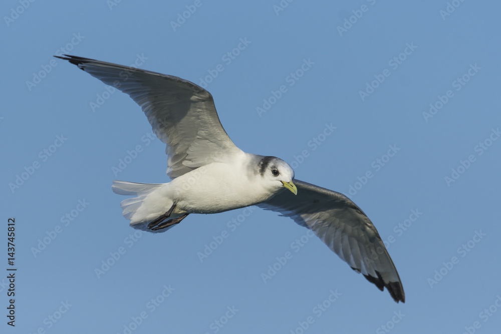 ミツユビカモメ(Black-legged kittiwake) ミツユビカモメ(Black-legged kittiwake)