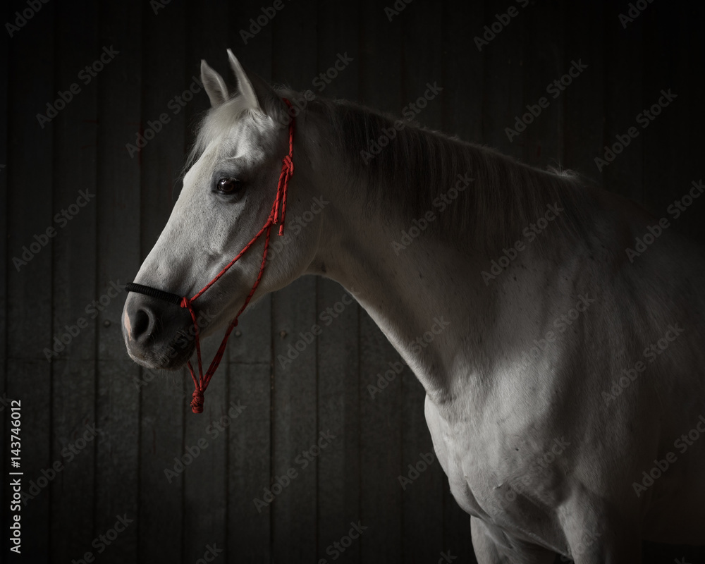 Fototapeta Portret szary koń na ciemnym tle odizolowywającym