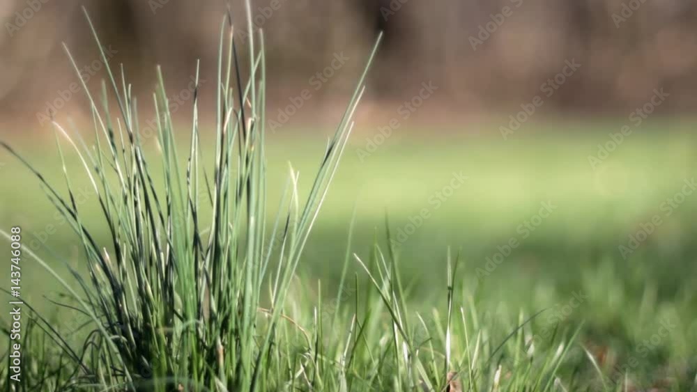 Close up shot of grassy weed shrub growing out of american suburban backyard Close up shot of grassy weed shrub growing out of american suburban backyard