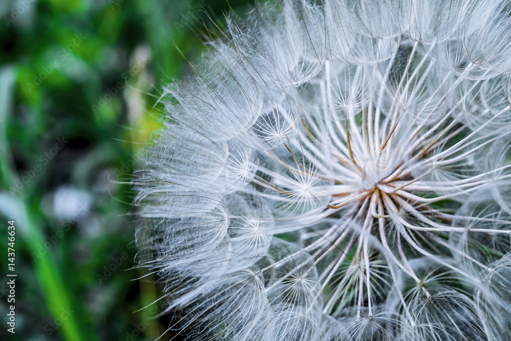 Obraz premium Tragopogon pseudomajor S. Nikit. Dandelion