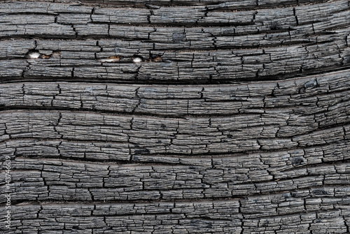 Obraz na płótnie Surface of charred wood w salonie