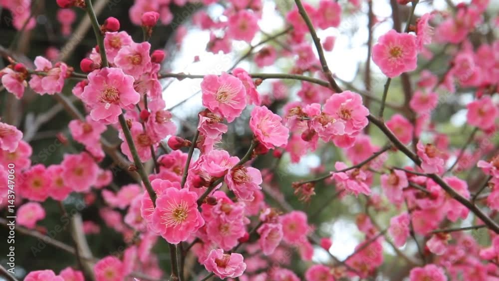 揺れる梅の花 揺れる梅の花